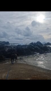 Zo begin ik mijn ochtenden vaakโฆ
met Coco๐พ
de zee ๐
de stilte waarin alles weer voelbaar wordt
en antwoorden, inzichten of ideeรซn vanzelf naar voren komen
๐ฉต